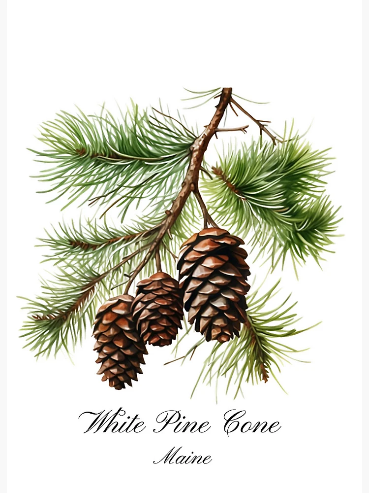 Maine State Flower- White Pine Cone | Art Board Print