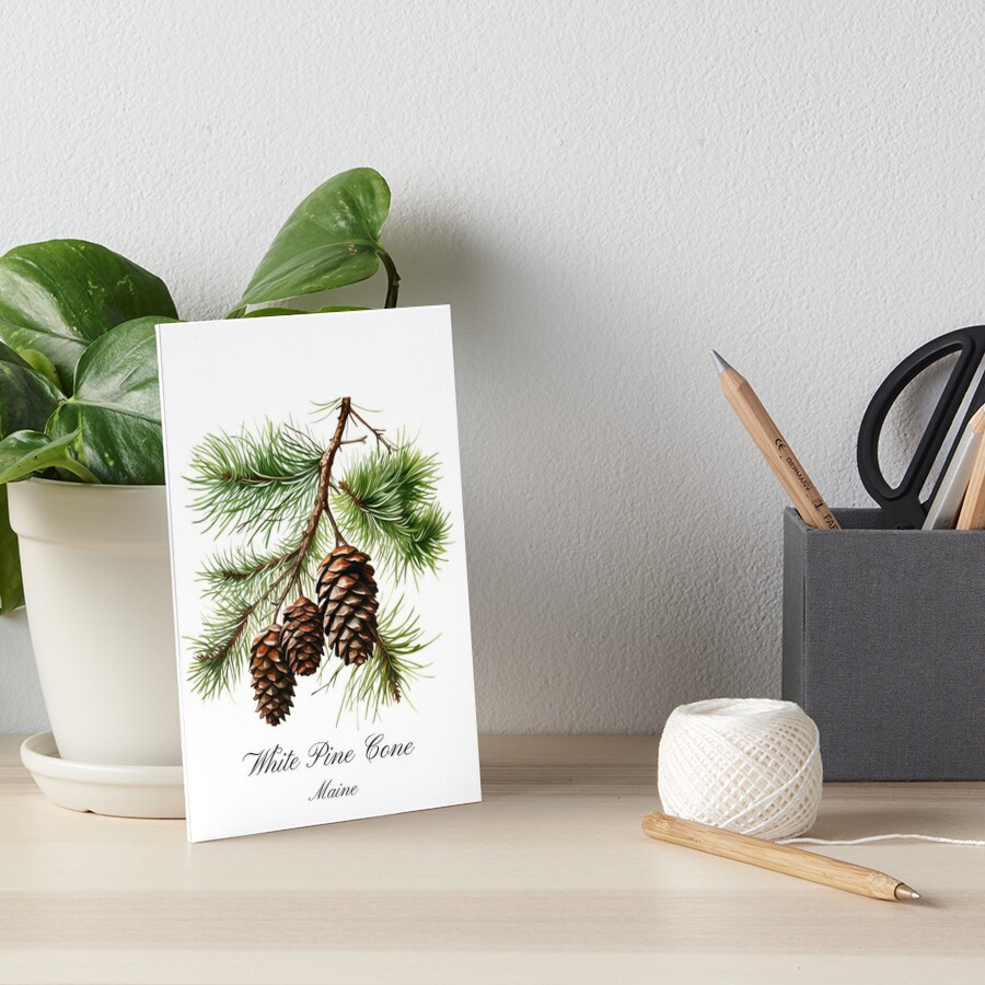 Pine Cones are the Official Maine State Flower🌻 , What! –