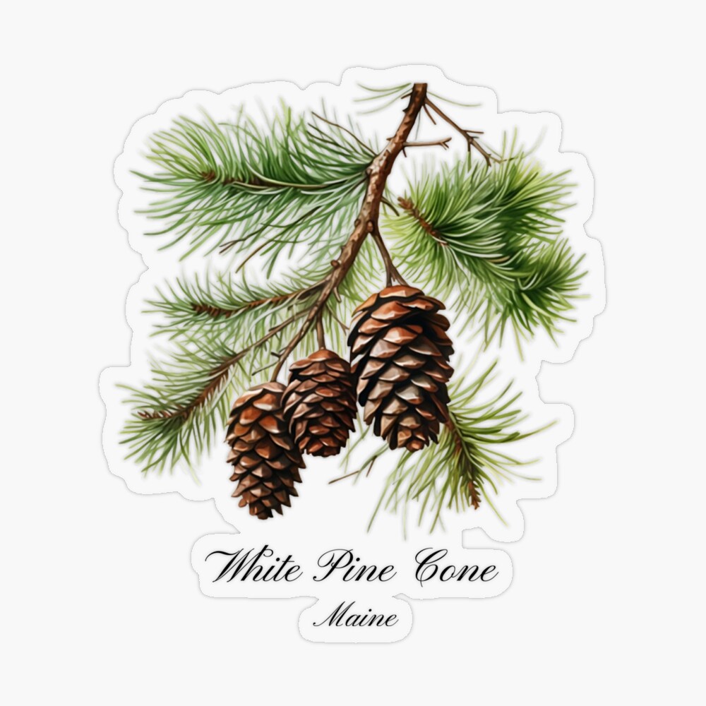 Maine White Pine Cones Small Fresh Grade A by the Dozen 