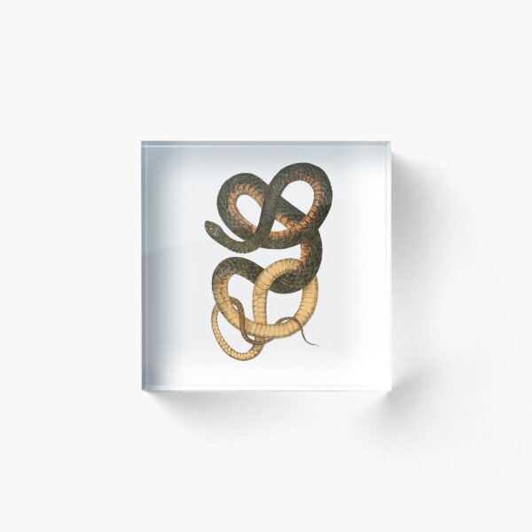 Item preview, Snake - Psammophis flagelliformis, Whipsnake, original color designed and sold by DreamingBeetle.