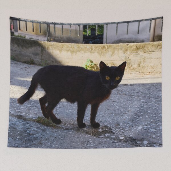 Item preview, The Black Cat  of Thassos designed and sold by Jouko Lehto Photography.