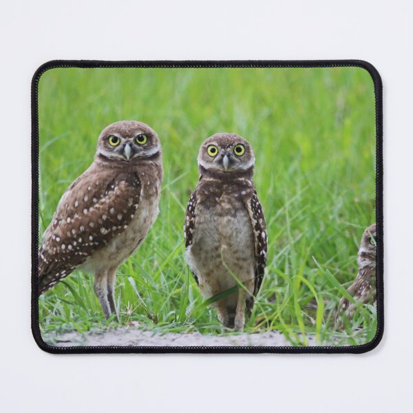Item preview, A Trio of Owls designed and sold by Michiale.