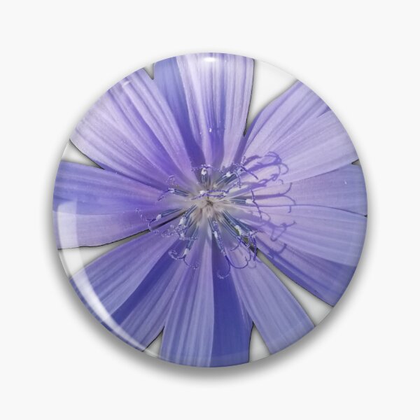 Item preview, Chicory Flower on White, Field Guide to Flowers, No. 2 designed and sold by Kristi Duggins.
