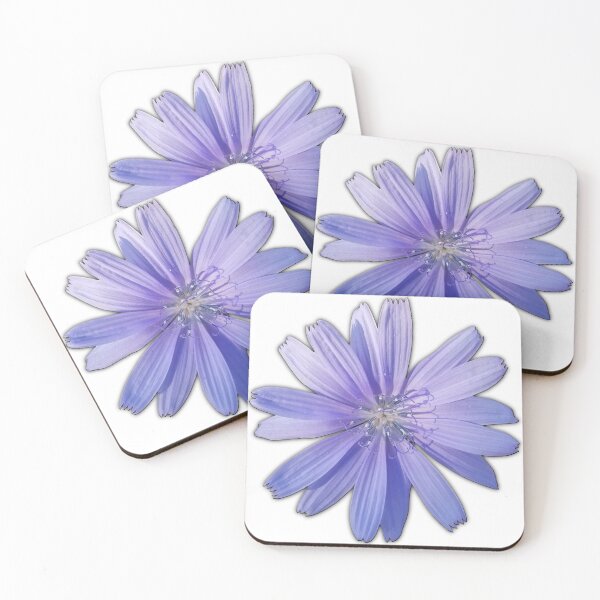 Item preview, Chicory Flower on White, Field Guide to Flowers, No. 2 designed and sold by Kristi Duggins.