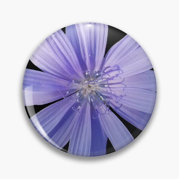 Item preview, Chicory Flower on Black, Field Guide to Flowers, No. 1 designed and sold by Kristi Duggins.