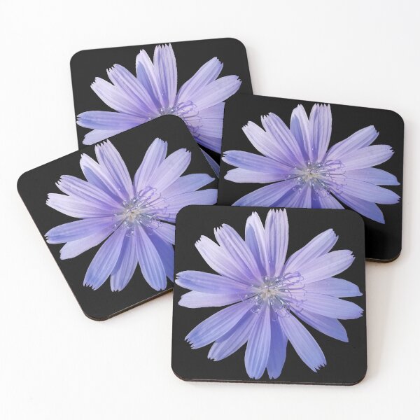 Item preview, Chicory Flower on Black, Field Guide to Flowers, No. 1 designed and sold by Kristi Duggins.