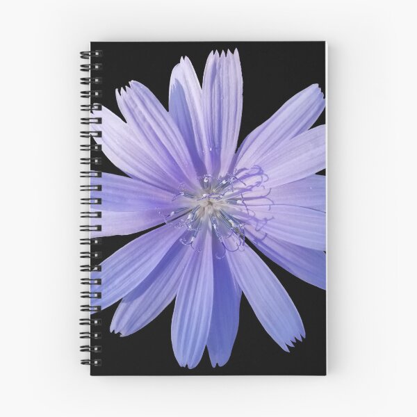 Item preview, Chicory Flower on Black, Field Guide to Flowers, No. 1 designed and sold by Kristi Duggins.