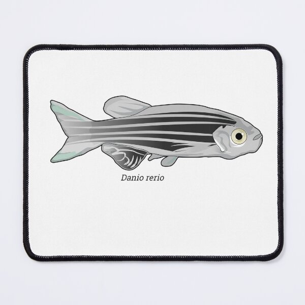 Item preview, Danio - zebrafish designed and sold by Wittylot.