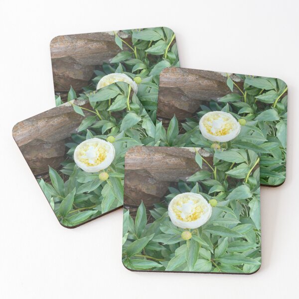 Item preview, White Peony in Bloom designed and sold by nett1978.
