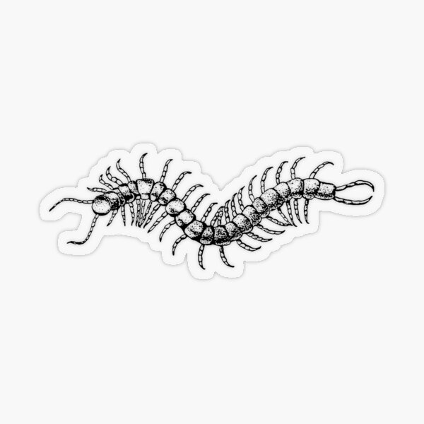 Centipede Drawing PNG