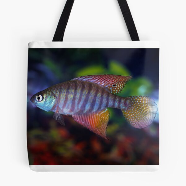 Item preview, Hypsolebias flavicadadus Manga BHS Wild designed and sold by Vern Treat.