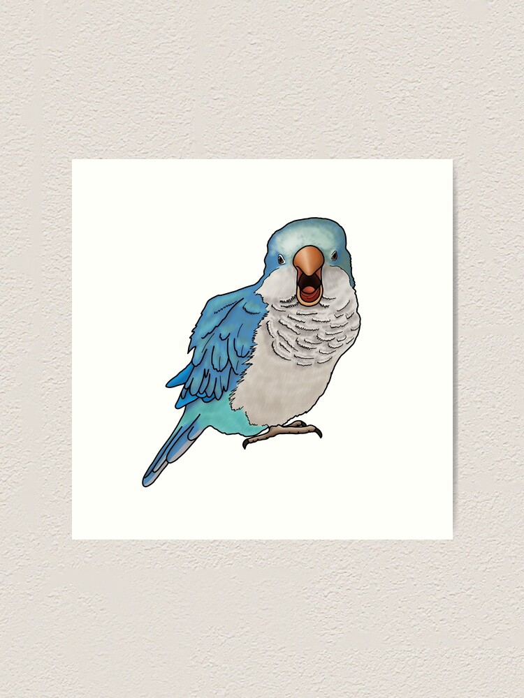 Screaming Blue Quaker Parrot Art Print