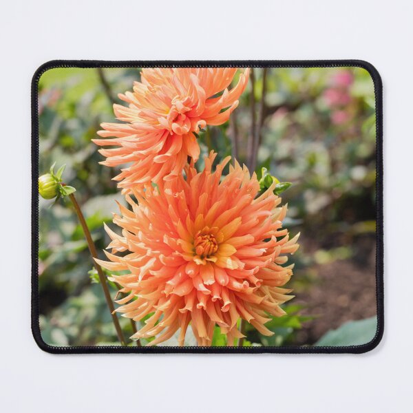 Item preview, Orange Dahlias In The Garden designed and sold by Tanya C Smith.