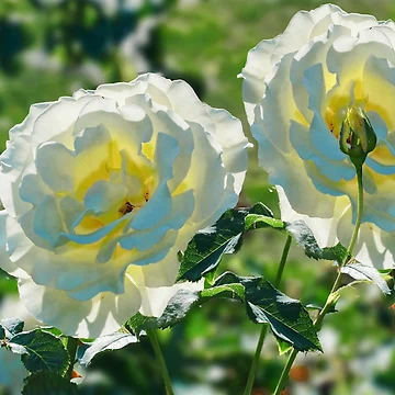 Artwork thumbnail, Sunlit Roses by Alisonchambers2