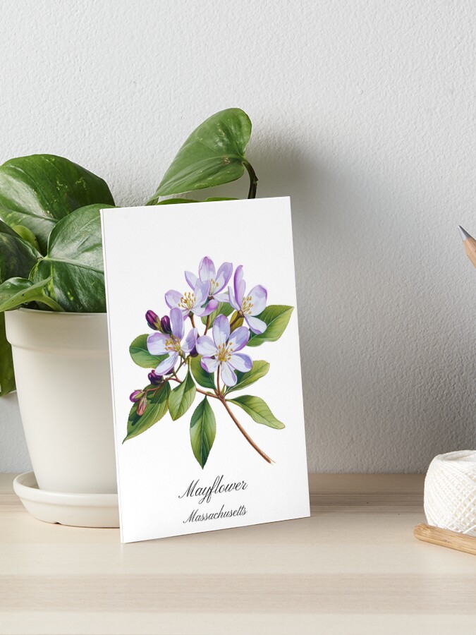 Massachusetts State Flower-Mayflower