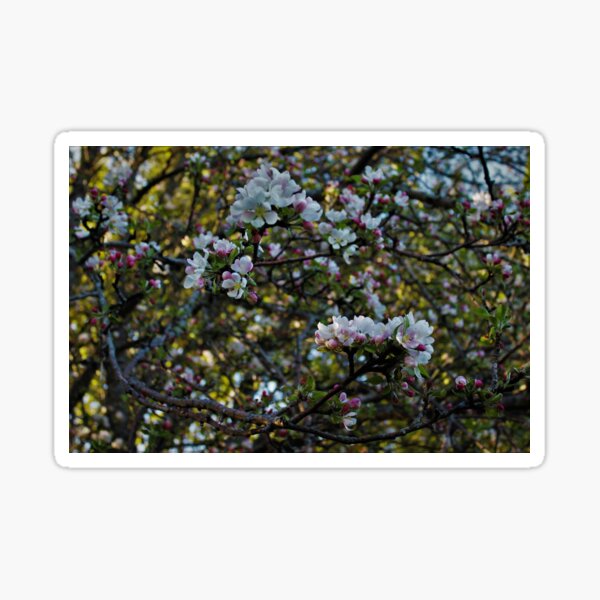 Item preview, Apple Blossoms designed and sold by Melissa Glabay.