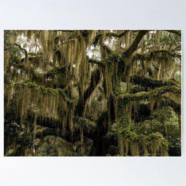 Item preview, Brookgreen designed and sold by DiFigianoPhoto.