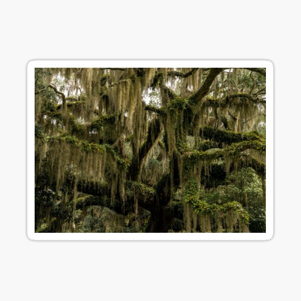 Item preview, Brookgreen designed and sold by DiFigianoPhoto.