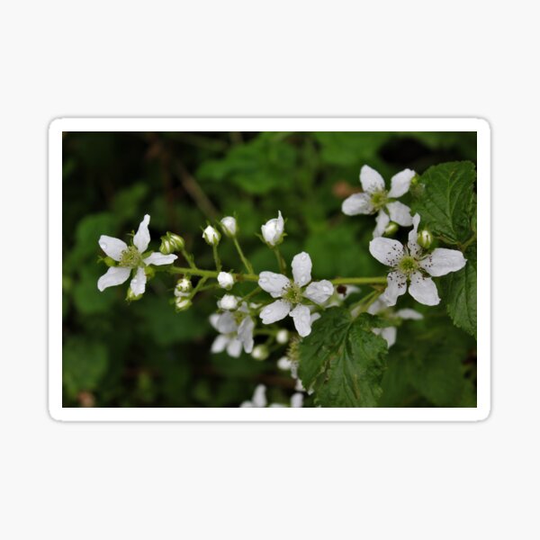 Item preview, Blackberry Blossoms designed and sold by Melissa Glabay.