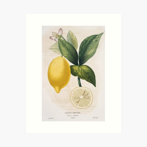 Item preview, Lemon tree Citrus limon, artwork (C011/2902) designed and sold by SciencePhoto.