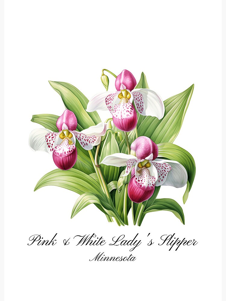 Minnesota State Flower-Pink and White Lady's Slipper Art Board Print