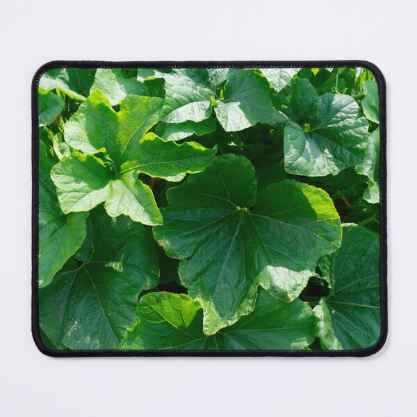 Item preview, Summer sun on pumpkin leaves: An ode to the lush green splendor designed and sold by Patricia Piotrak.