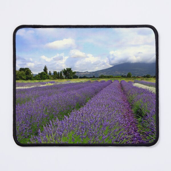 Item preview, Lavander in Umbria designed and sold by annalisa56.