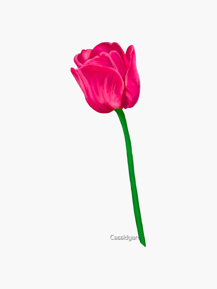 Tulip by Cassidyart