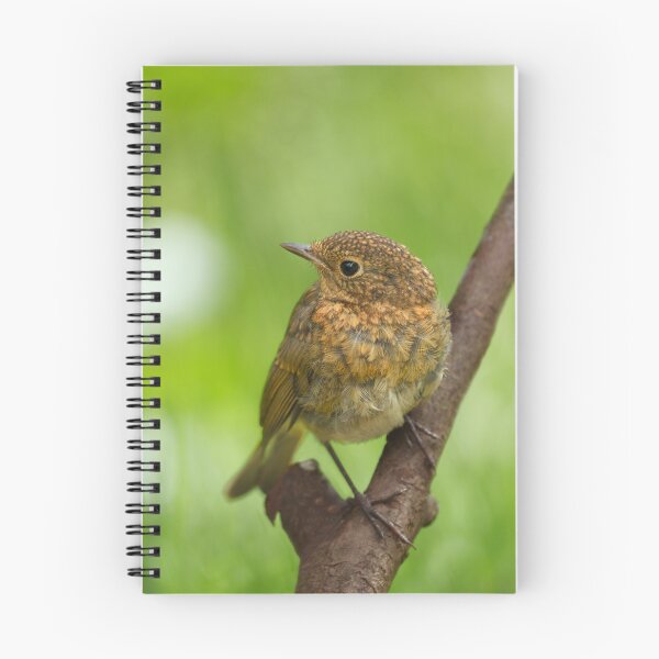 Item preview, A Baby Robin Perched On A Branch designed and sold by rawshutterbug.