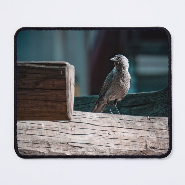 Item preview, Jackdaw designed and sold by Strifey7.