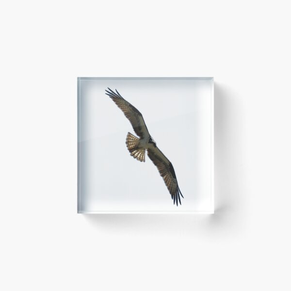 Item preview, Osprey in Flight - Wild Bird Photography designed and sold by SavvySeller.