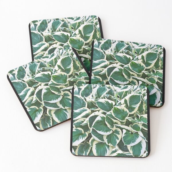 Item preview, Gorgeous Minuteman Hosta Plant Graphic designed and sold by stockal-fredia.