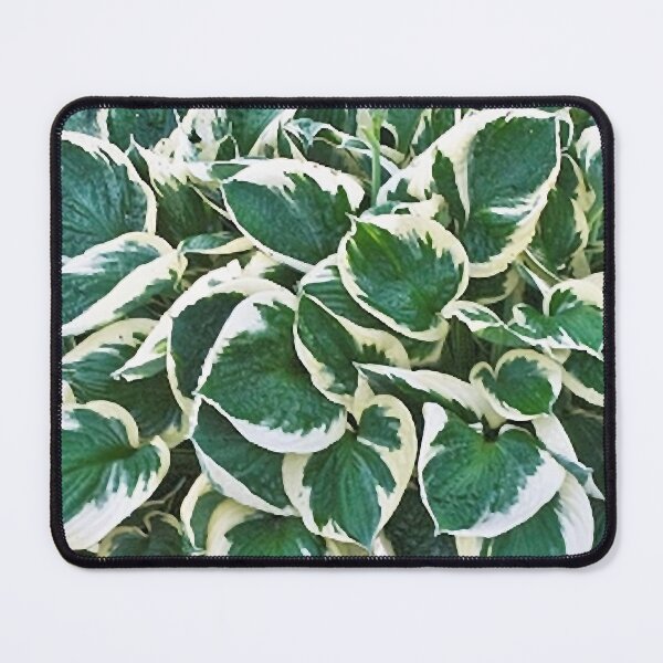 Item preview, Gorgeous Minuteman Hosta Plant Graphic designed and sold by stockal-fredia.