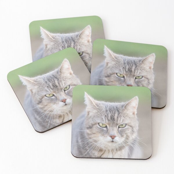 Item preview, Gray tomcat with a strict look, funny cat designed and sold by StohlerPhotos.