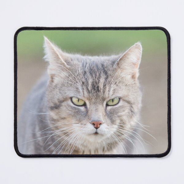 Item preview, Gray tomcat with a strict look, funny cat designed and sold by StohlerPhotos.