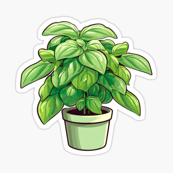 Basil Plant