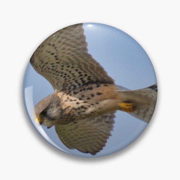 Item preview, Kestrel  designed and sold by TheoPhotoraphy.
