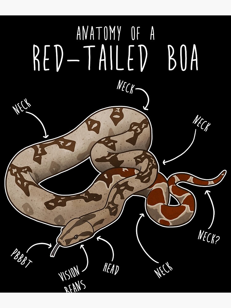 Red-Tailed Boa Snake Anatomy Art Print for Sale by Clara Hollins