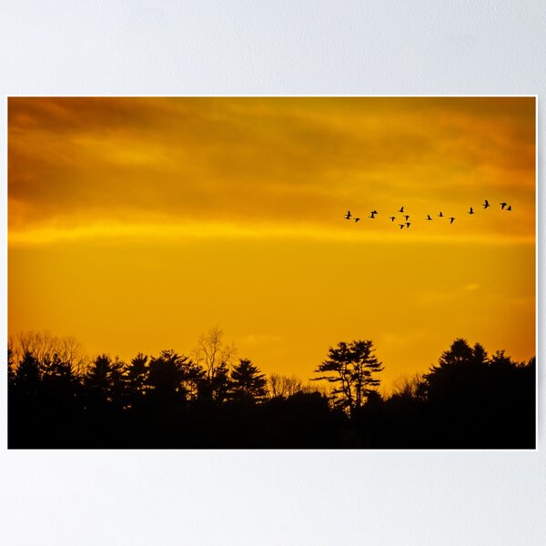 Item preview, Day's flight of geese designed and sold by Owed To Nature.