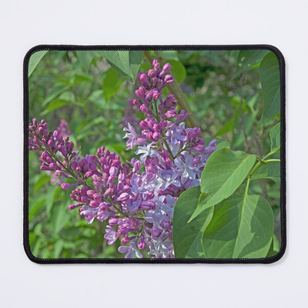Item preview, Lilac Panicles designed and sold by alanathrower.