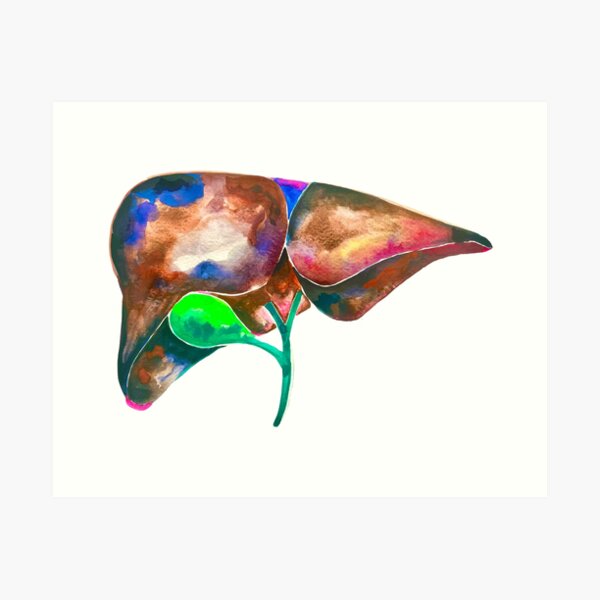 Item preview, Watercolor Liver Illustration designed and sold by Dr.Deepti Mundkur.
