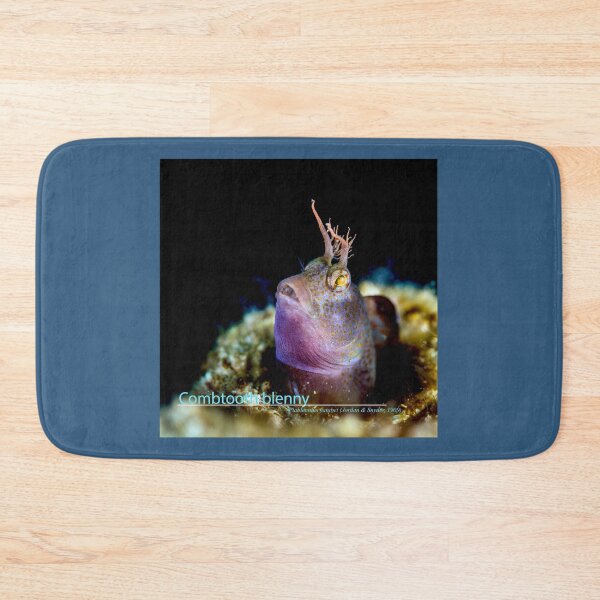 Item preview, Blenny gazing up to the surface designed and sold by tank200bar.