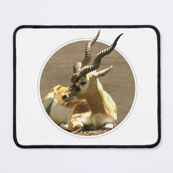 Item preview, Blackbuck designed and sold by Guardi71.