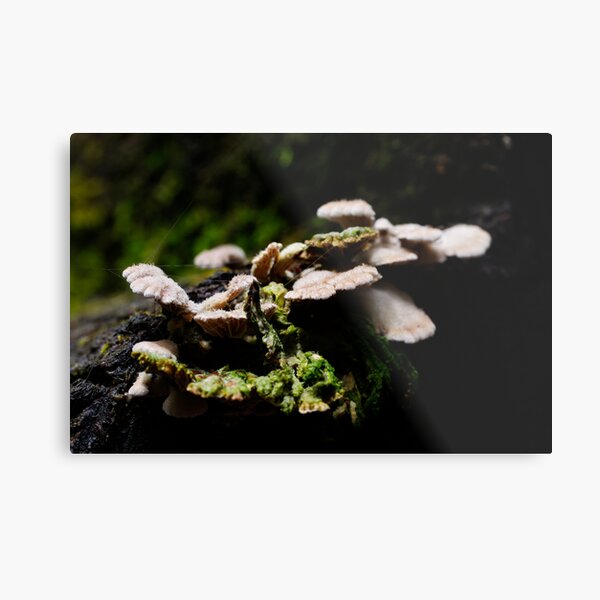 Life on a Log Metal Print