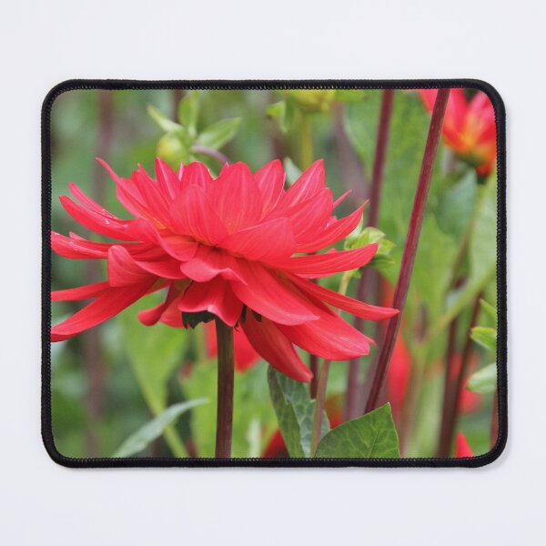 Item preview, beautiful multi petaled red flower. designed and sold by Gaynor-dI.