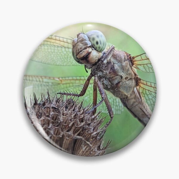 Item preview, Dragonfly Macro designed and sold by searchlight.