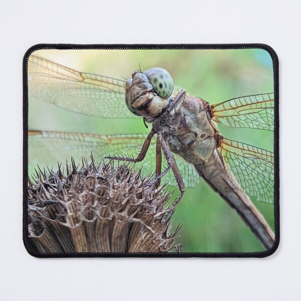 Item preview, Dragonfly Macro designed and sold by searchlight.