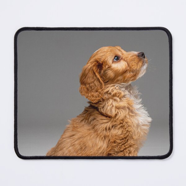 Item preview, Retrato de un cachorro Cockapoo obediente mirando hacia arriba esperando instrucciones. designed and sold by bailey-cooper.
