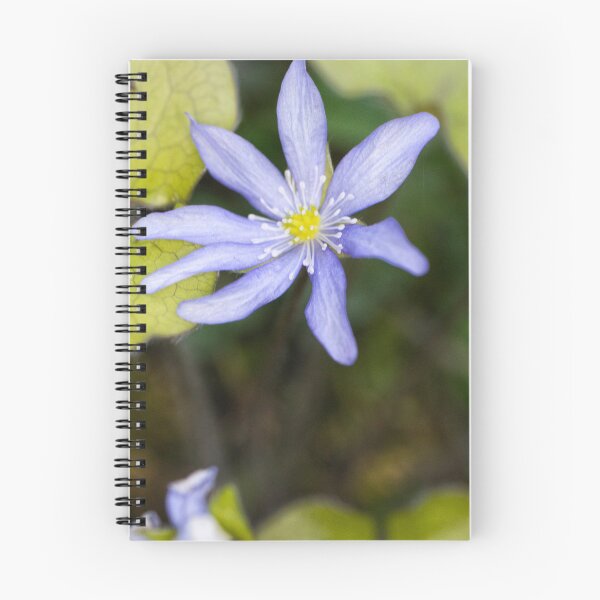 Item preview, Hepatica flower designed and sold by The Wolfness Photography.
