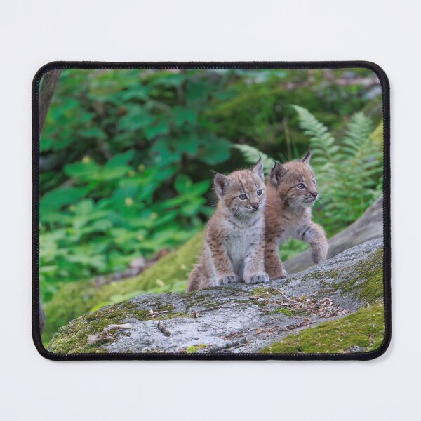 Item preview, Lynx Kittens designed and sold by Jonathan Lundkvist.